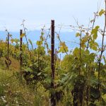 Kenali Jenis Sertifikat Tanah di Indonesia: SHM, HGB, Hingga Girik